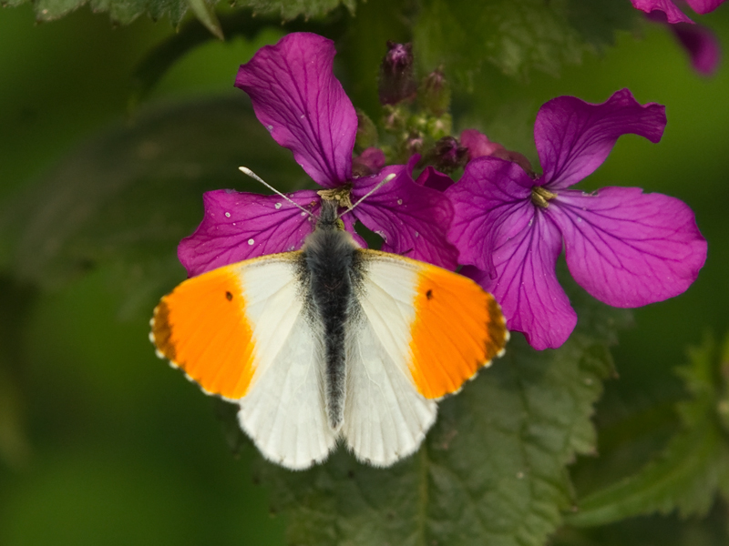 Anthogaris cardamines Orangetip Oranjetipje