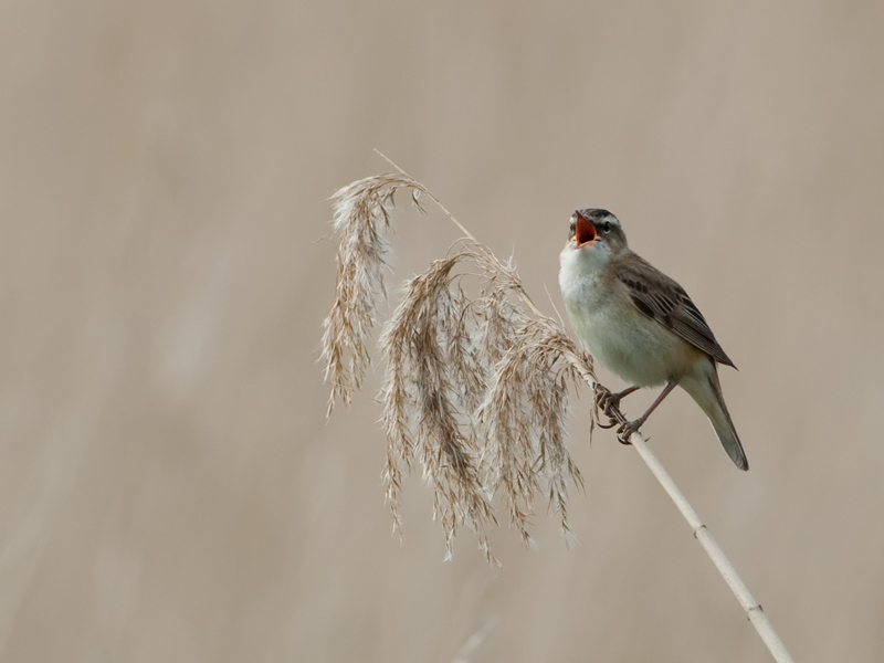 Acrocephalus schoenobaenus Sedge Warbler Rietzanger