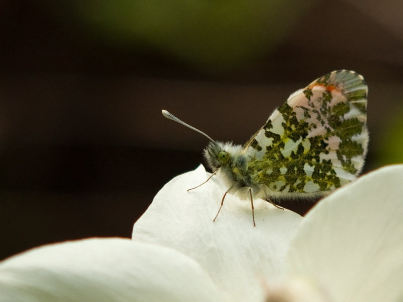 Anthogaris cardamines Orangetip Oranjetipje