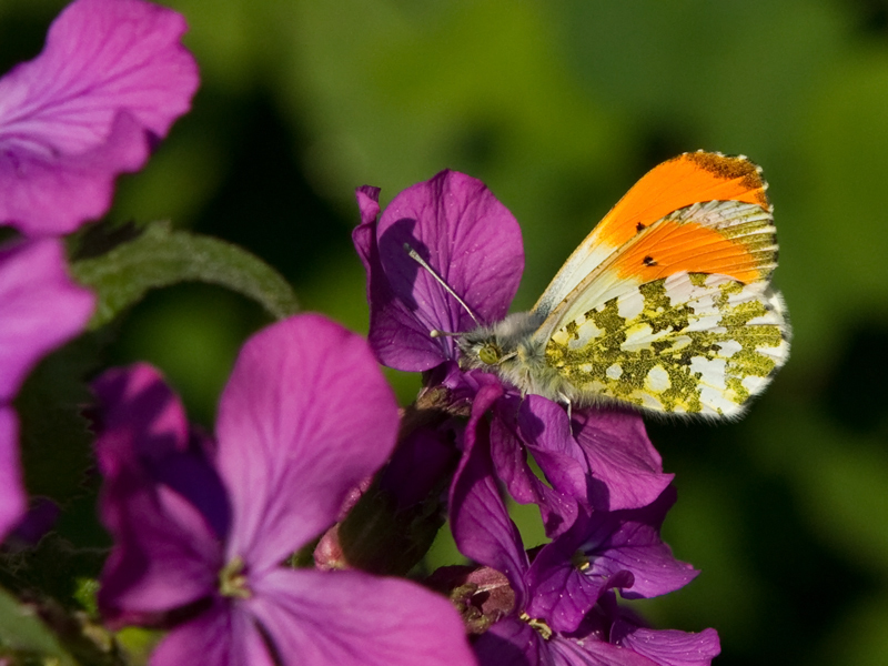 Anthogaris cardamines Orangetip Oranjetipje