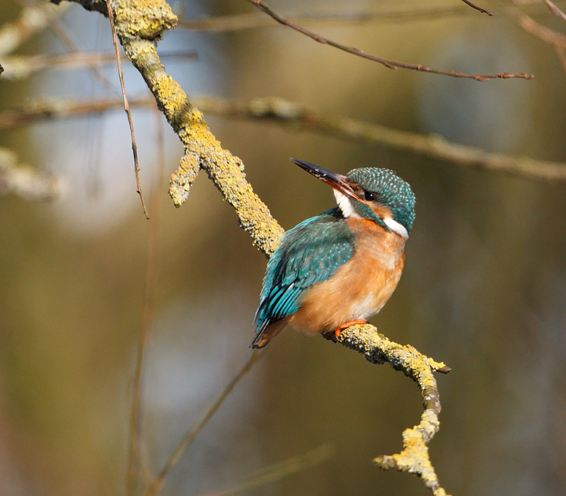 Alcedo atthis Common Kingfisher IJsvogel