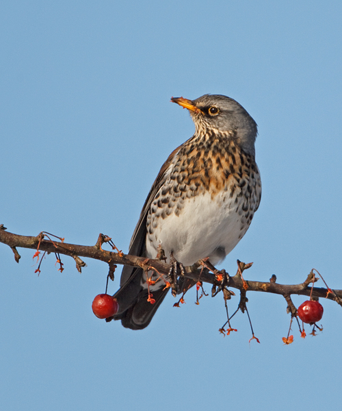 Turdus pilaris Fieldfare Kramsvogel