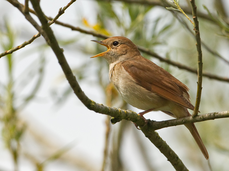 Luscinia megarhynchos Rufous Nightingale Nachtegaal