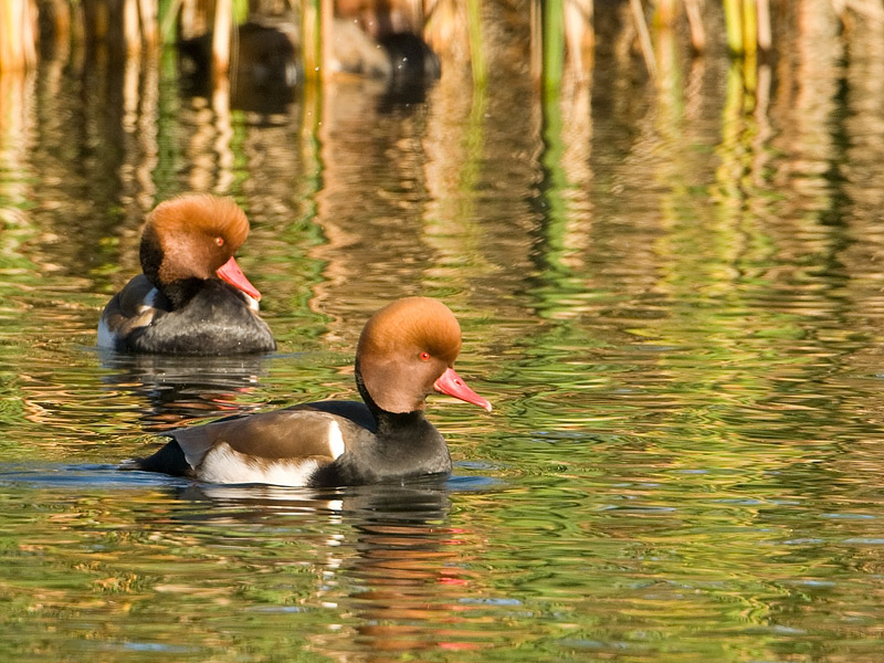 Netta rufina Red-crested Pochard Krooneend