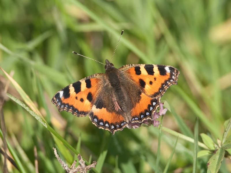 Nymphalis urticae Small Tortoiseshell Kleine Vos