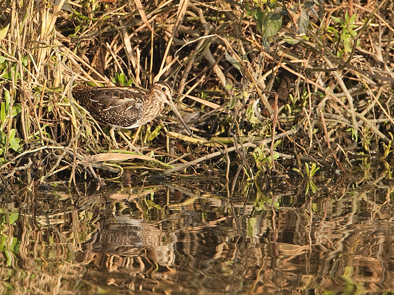 Gallinago gallinago Common Snipe Watersnip