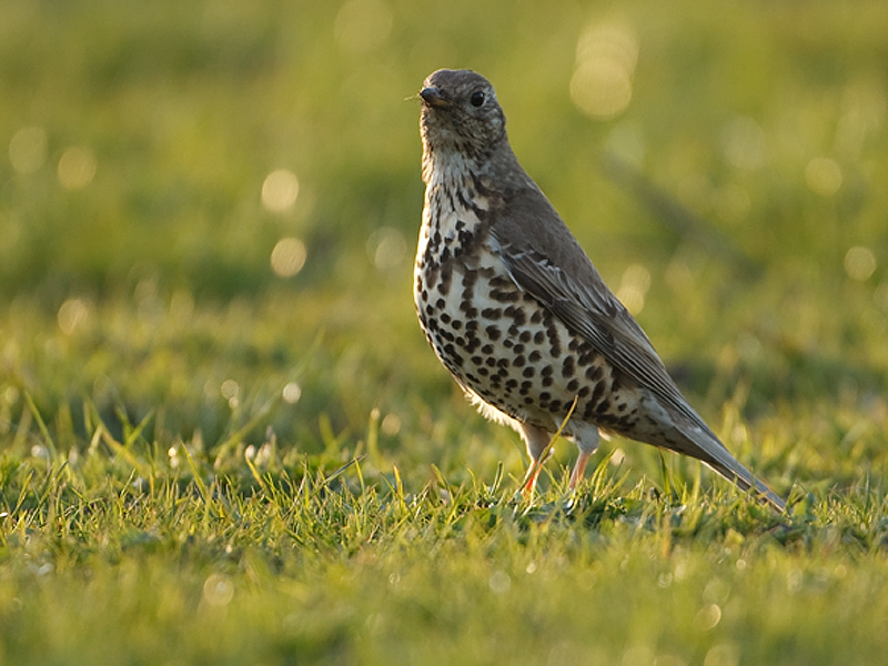 Turdus viscivorus Mistle Thrush Grote Lijster