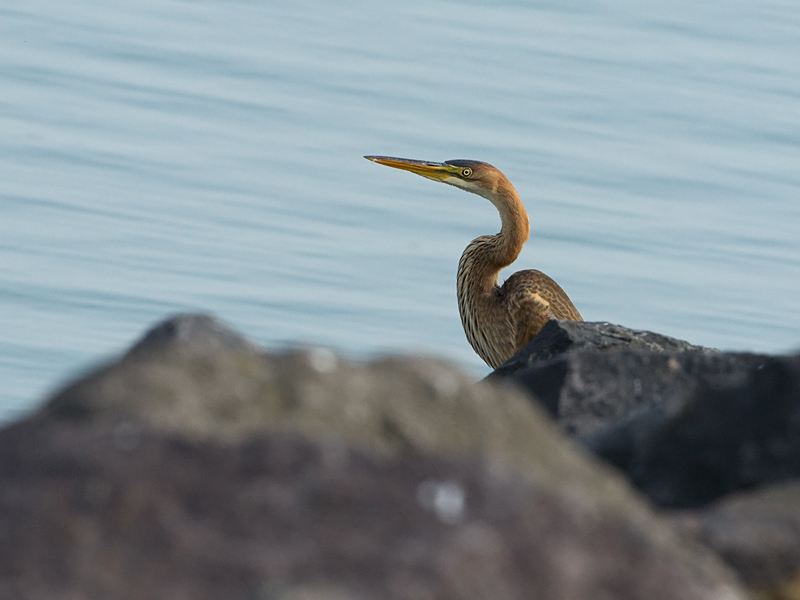 Ardea purpurea Purple Heron Purperreiger