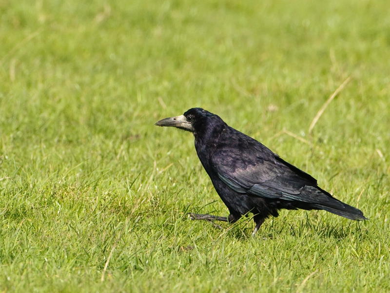 Corvus frugilegus Rook Roek