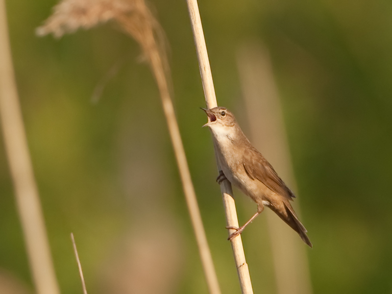 Locustella luscinioides Savis Warbler Snor