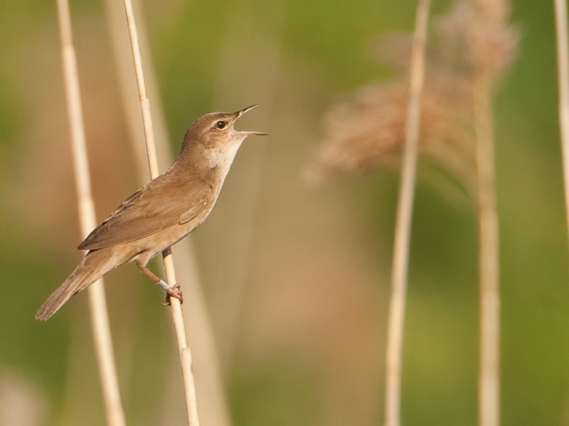 Locustella luscinioides Savis Warbler Snor