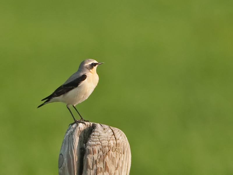Oenanthe oenanthe Northern Wheatear Tapuit