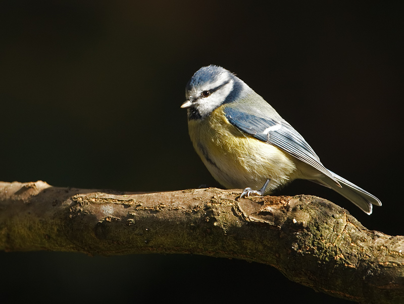 Parus caeruleus Blue Tit Pimpelmees