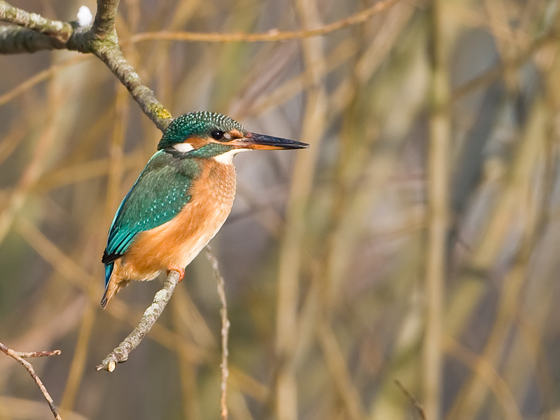 Alcedo atthis Common Kingfisher IJsvogel