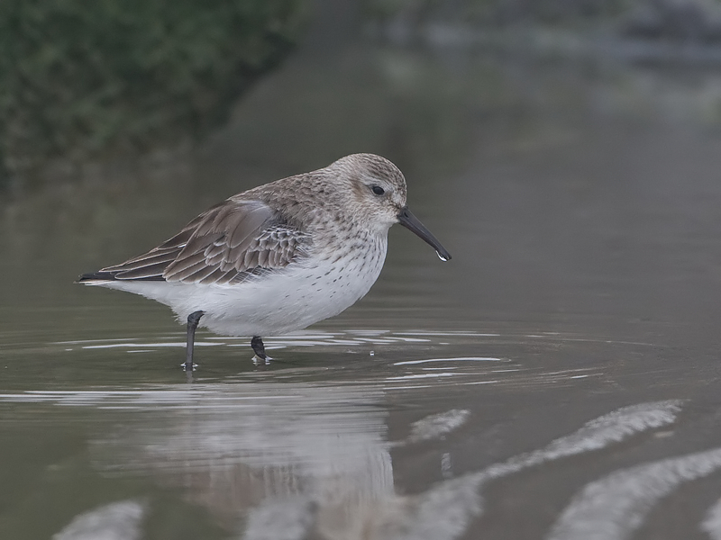 Calidris alpina Dunlin Bonte Strandloper