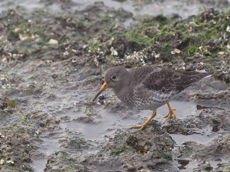 Calidris maritima Purple Sandpiper Paarse Strandloper