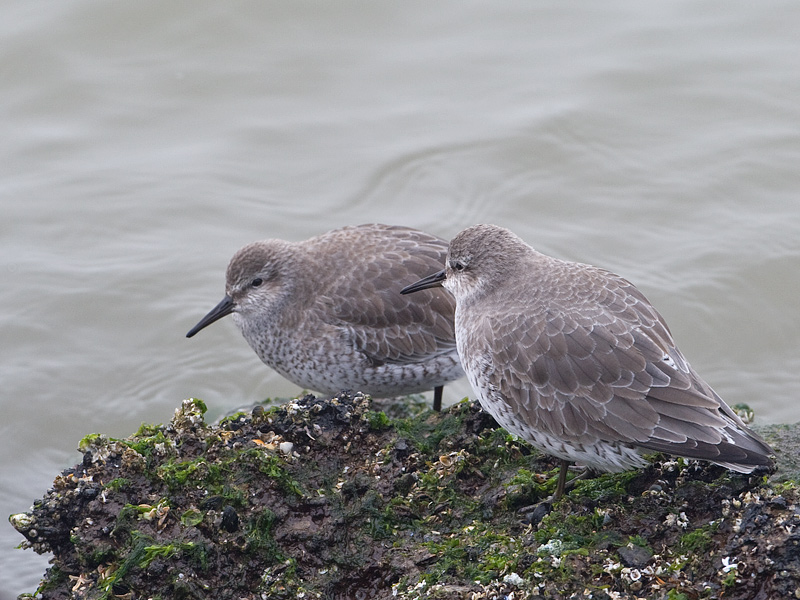 Calidris canutus Red Knot Kanoet