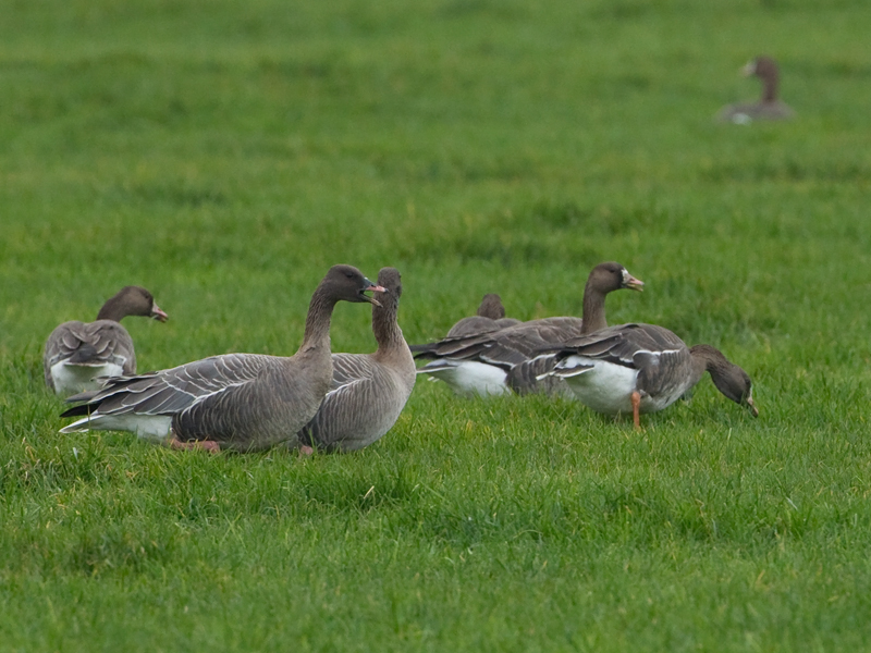 Anser brachyrhynchus Pink-footed Goose Kleine Rietgans