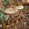 Macrolepiota rhacodes