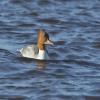 Goosander