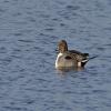 Northern Pintail