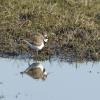 Little Ringed Plover