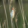 Great Reed Warbler