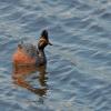 Black-necked Grebe