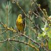 Yellowhammer