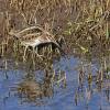 Jack Snipe