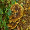 Velvet-top fungus
