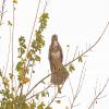 Common Buzzard