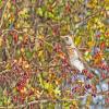 Fieldfare