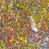 Fieldfare