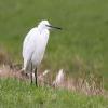 Little Egret