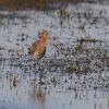 Black-tailed Godwit