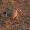 Turtle Dove