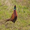 Common Pheasant