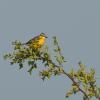 Yellow Wagtail