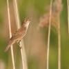 Savis Warbler