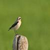 Northern Wheatear