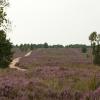 Common Heather