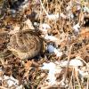 Woodcock