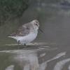 Dunlin