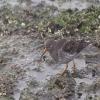 Purple Sandpiper