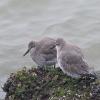 Red Knot