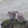 Red Knot