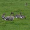 Pink-footed Goose